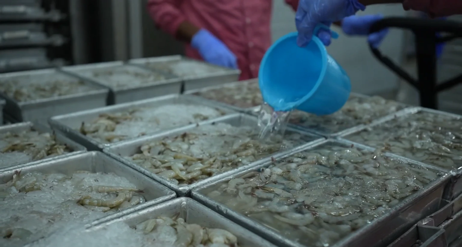 Shrimp and ice in trays