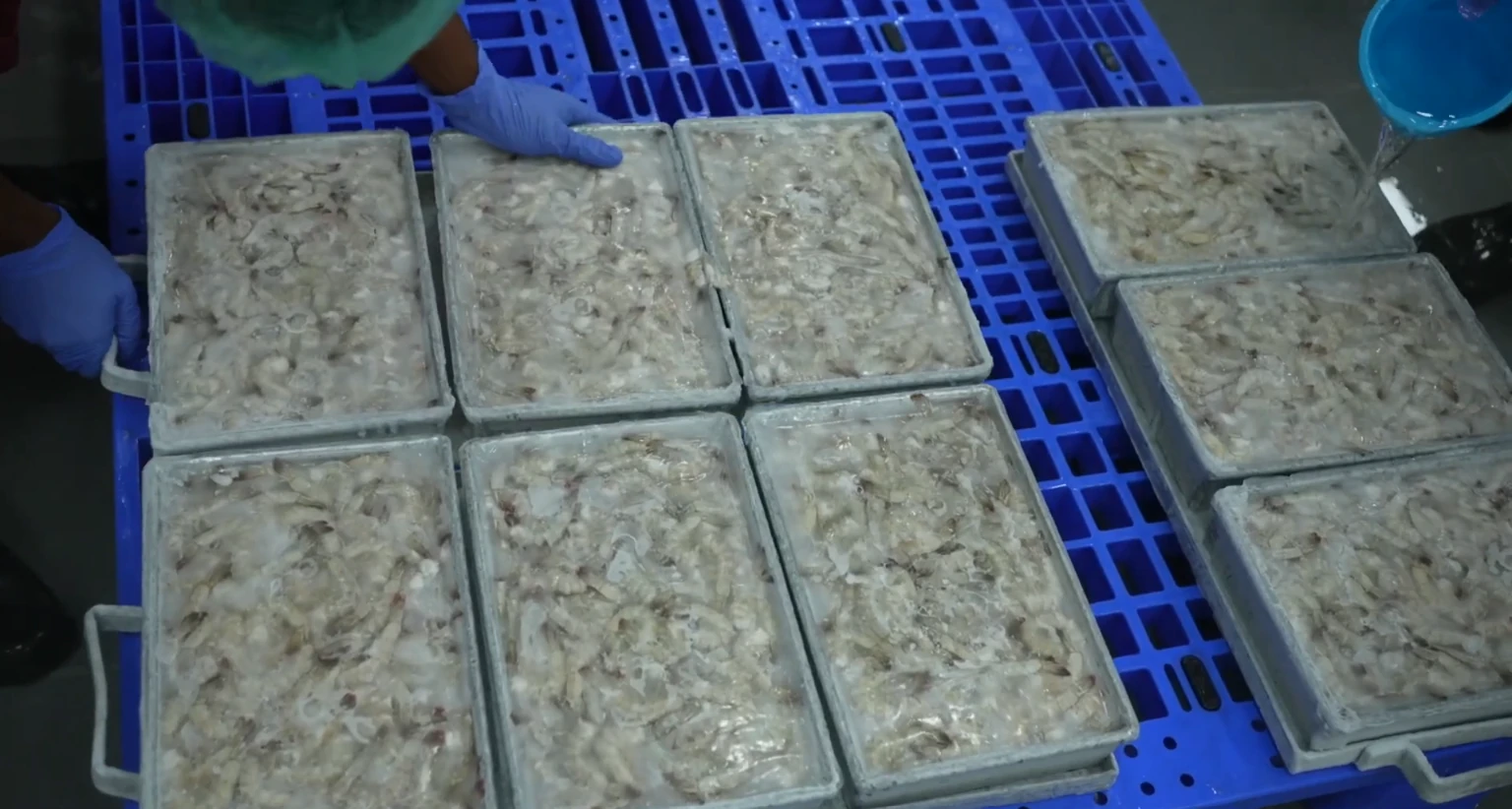 Frozen shrimp trays on blue crates