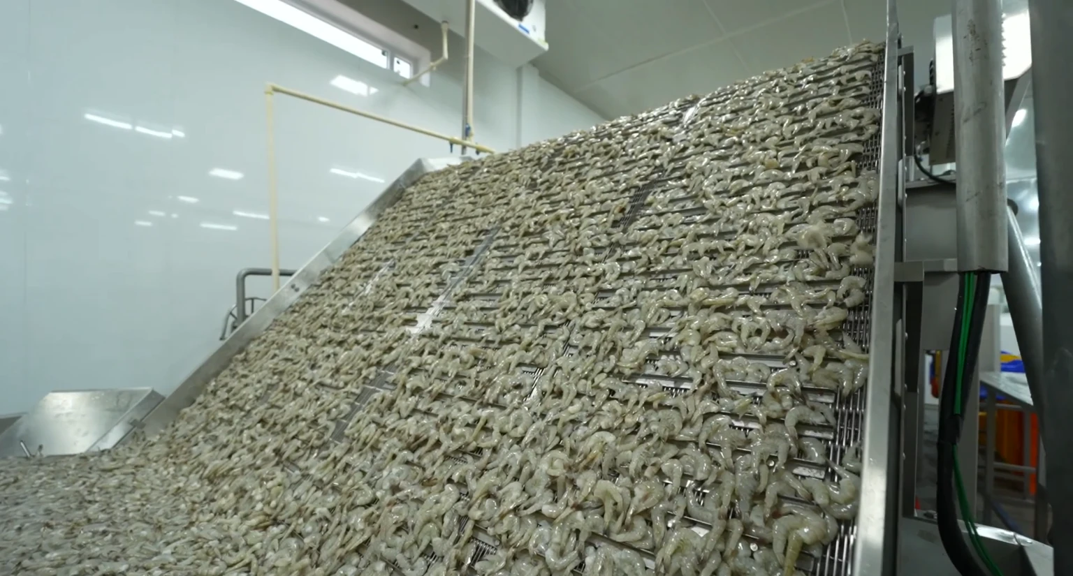 Shrimp moving on conveyor
