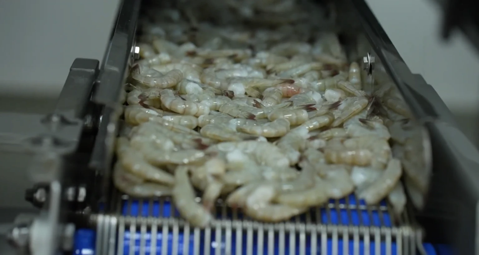 Shrimp on conveyor close-up
