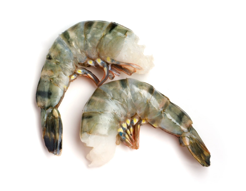 Black Tiger shrimp Penaeus monodon
