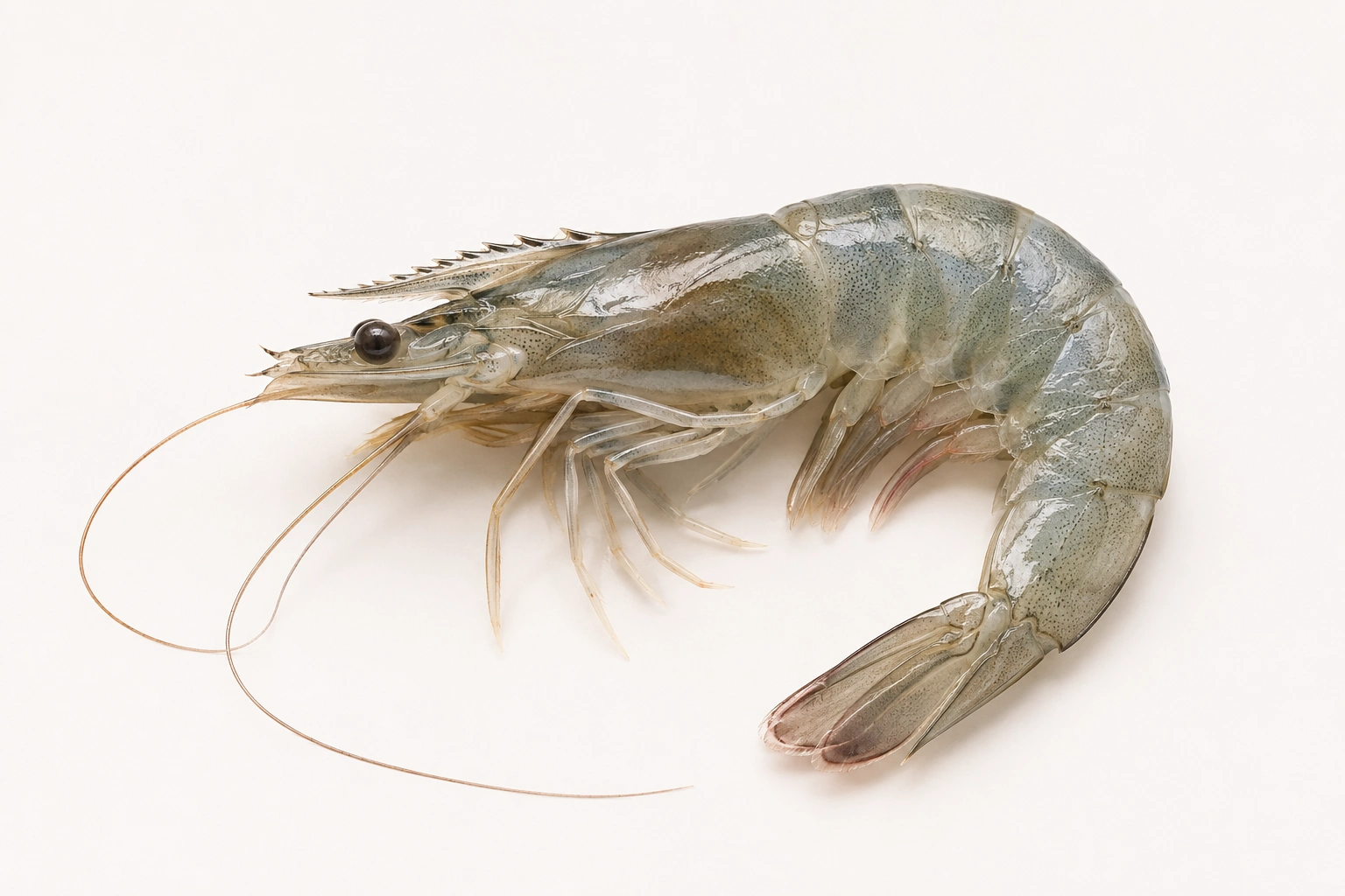 Vannamei shrimp sourcing and procurement